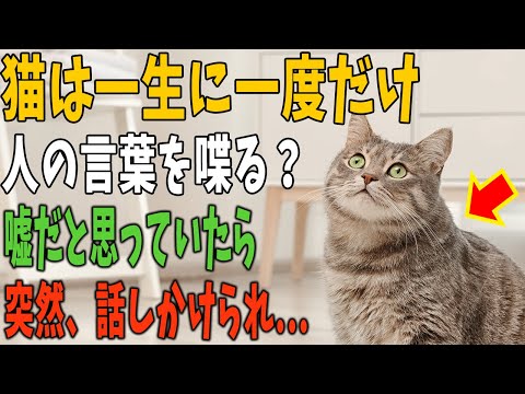 【猫の不思議な話】猫は一生に一度だけ人の言葉を喋ることができる…都市伝説だと思っていた僕に起きた驚きの体験「もしかして、これを私に伝えたかったのかな…？」猫が語った事とは？【朗読】