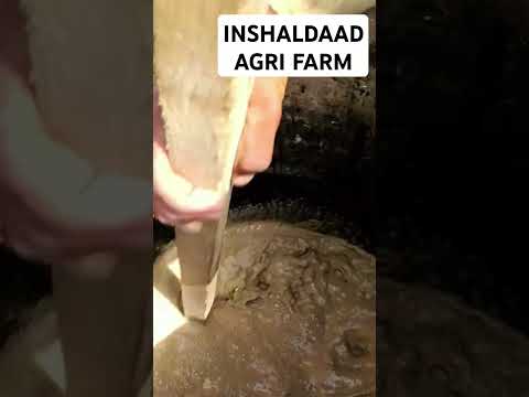 Applying Sulfur And Fertilizer to Bitter Gourd || DAAD'S AGRI FARM||#shorts #viralvideo #farming