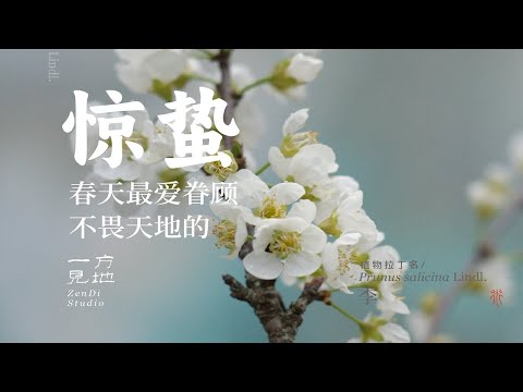 春天最爱眷顾不畏天地的，只要你敢当敢为春天定会助你#惊蛰