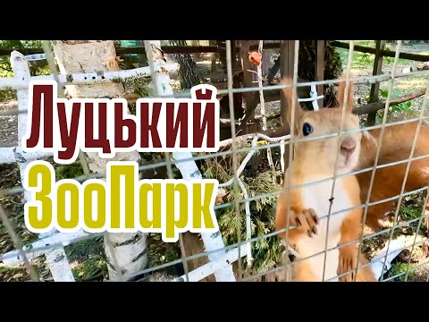 ЛУЦЬКИЙ ЗООПАРК! У СВІТІ ТВАРИН! ХТО ТАМ ЖИВЕ ТА ЧИМ ЇХ ГОДУЮТЬ? СКІЛЬКИ КОШТУЄ ВХІД? ВЕРЕСЕНЬ 2024!