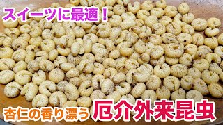 スイーツに最適！杏仁の香り漂う外来種昆虫を”むしパン”に！