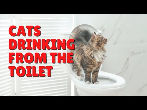 Cats Drinking From The Toilet | Two Crazy Cat Ladies