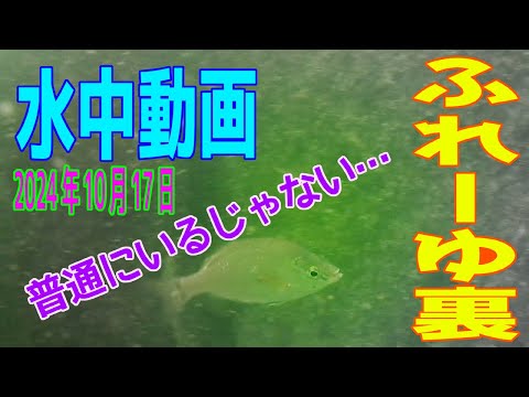 水中動画（2024年10月17日）in　ふれーゆ裏