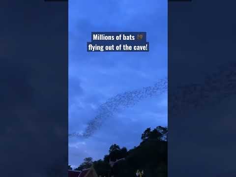 Millions of bats flying out of the cave near Bangkok! 😍 #thailand