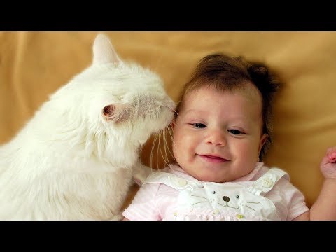 Cats and Babies Playing Together Compilation NEW