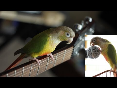 Rock N Roll Green Cheek Conure Parrot #TalkingPetChallenge