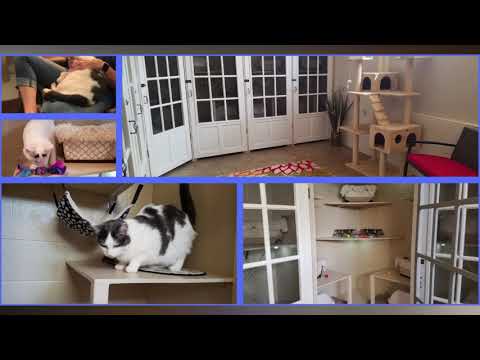 Cattery in Abilene