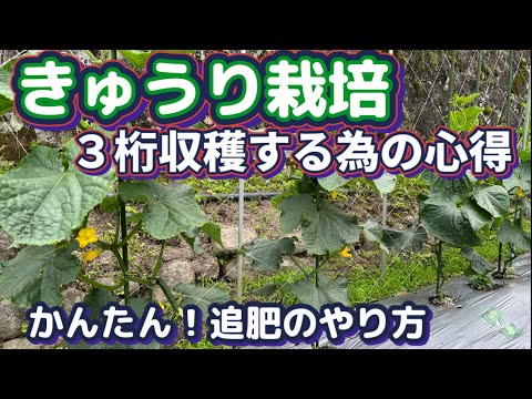 【家庭菜園でキュウリをたくさん収穫】親ヅル摘芯と初期生育のポイント！たくさん収穫する作戦