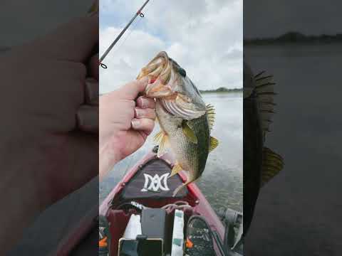 Fish On!!!  #bass #bassfishing #kayakfishing #fishing #florida #fish