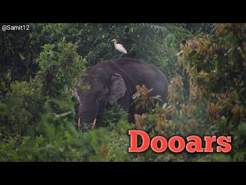 Dooars #Elephants