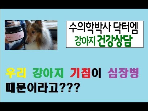 강아지 기침의 원인이 심장병때문이라고요?!!!