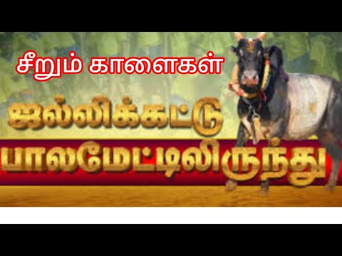 பாலமேடு ஐல்லிக்கட்டு || சீறும் காளைகள் #viji's Gallery #viral #jallikattu #palamedujallikattu2024