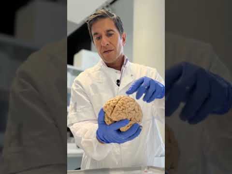 "Unethical Brain Collection: The Controversial Story of Denmark's Largest Brain Collection"