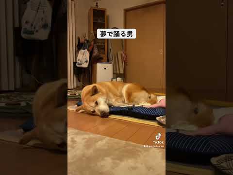 たまに目を開けて寝る。#rescuedog #保護犬を家族に #保護犬と暮らす #シニア犬 #雑種犬