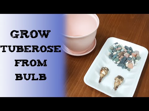 how to grow tuberose bulb 晚香玉鳞茎种植 रजनीगंधा के बल्ब कैसे लगायें посадка туберозы crecer nardo