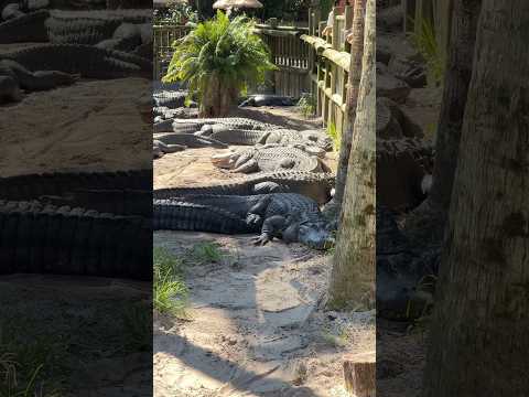 Visit the St Augustine Alligator Farm