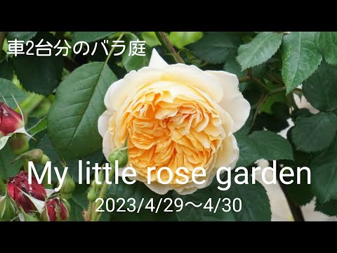 【最近の庭】少しずつ開花しています【鉢植えのバラ】