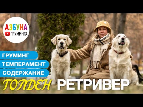 Голден Ретривер. Груминг, уход, выбор щенка