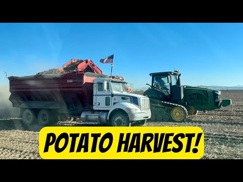 Almost done with Potato harvest! Day 15