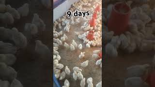 #youtube #poultrydays #chickenfarming #youtubeshorts #poultryfarming #farming #poultry #9days