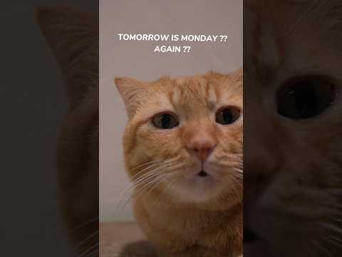 🐱Tomorrow’s Monday again!! #cat