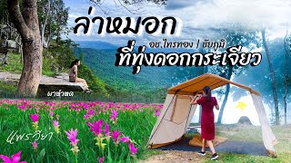 ล่าหมอกที่ ทุ่งดอกกระเจียว อัพเดท 66 | กางเต็นท์ อช.ไทรทอง | ผาหำหด |ชัยภูมิ |Camping Ep.67|แพรวีย่า