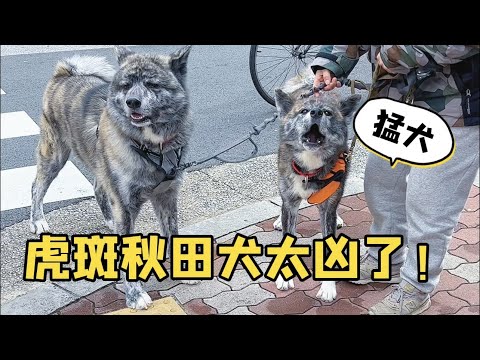 😭虎斑秋田長大的後真的都長這樣嗎？！