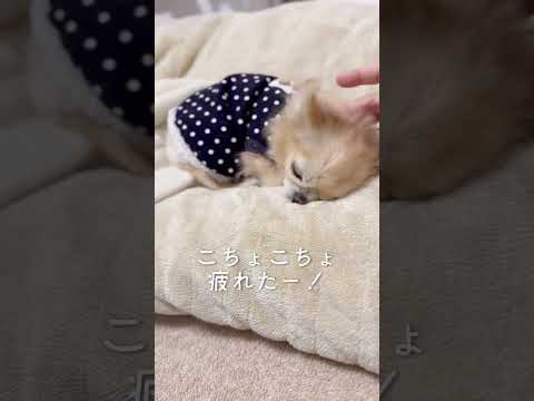 今日も元気に冬眠中！ふわふわでまんまる可愛いチワワはこちょこちょをやめさせない🐶#shorts #チワワ #可愛い