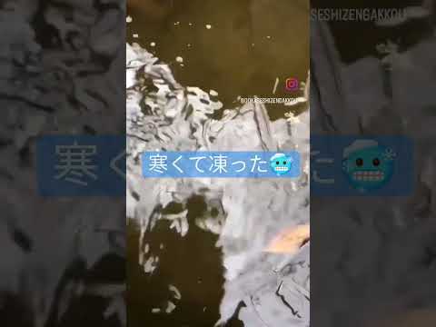 五ヶ瀬の冬　金魚は元気です