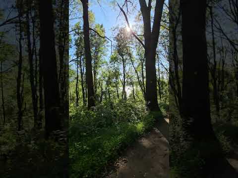 Let it stay this way🌟🌟🌟 #forest  #hiking  #ny