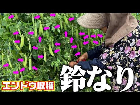 【なり過ぎ】収穫が追いつきません【ウスイエンドウ】【スナップエンドウ】【キヌサヤ】