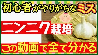 この1本でニンニク栽培の全てが分かる！失敗せずに大きなにんにくを収穫する最強の育て方♪初心者でも簡単に始められる植え付け～収穫までの全てを徹底解説【プランター家庭菜園】