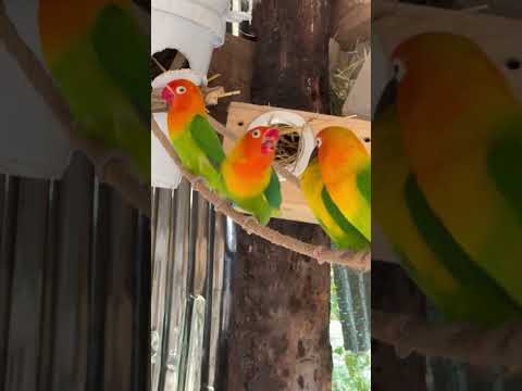 A little cute parrots 🥰🦜 ,Smart lovebirds parrots #lovebird #birds #lovebirdlife #shorts