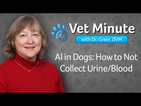 Vet Minute: AI in Dogs: How to Not Collect Urine/Blood