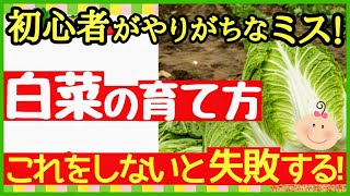 【超重要・白菜の基本】初心者でも簡単に育つ！おいしい白菜を収穫する最強の育て方・プランター栽培～種まき～収穫まで～