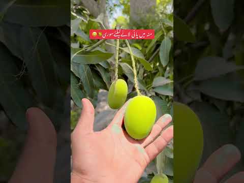 #mango #pakistan  #kingoffruitsmango #viral #india #burma #dubai #desi  #vlog #saudiarabia #election