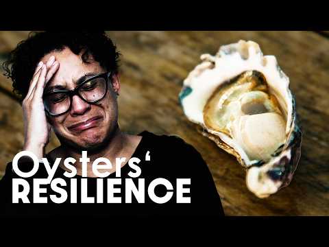 Shell-shocked: Exploring The Surprising Link Between Oysters And Stress | Missing Link | Documentary