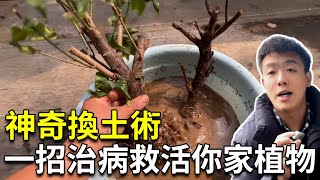 爛根快死的植物怎麼救？專業園藝師手把手帶你救活，全程乾貨收藏起來！【禪藝綠植工作室】