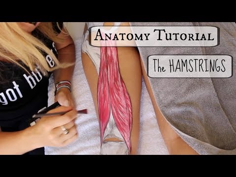 Anatomy Tutorial: The HAMSTRINGS!!