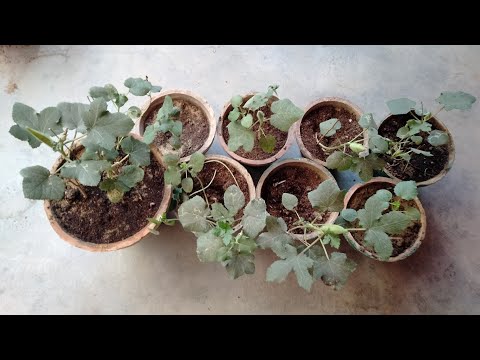 How to grow Okra[bhindi] plant part{2}