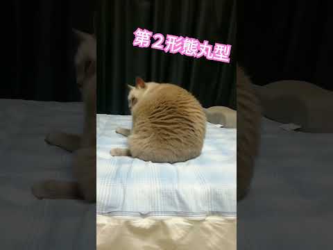 【丸いにゃんこ】第２形態テトちゃん　#shorts #ねこ　#変形 #丸い