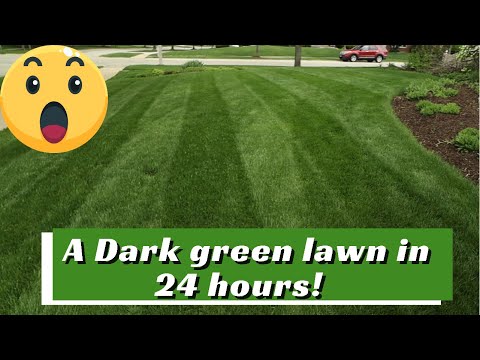 How to get a DARK GREEN lawn, 24 hour results!!