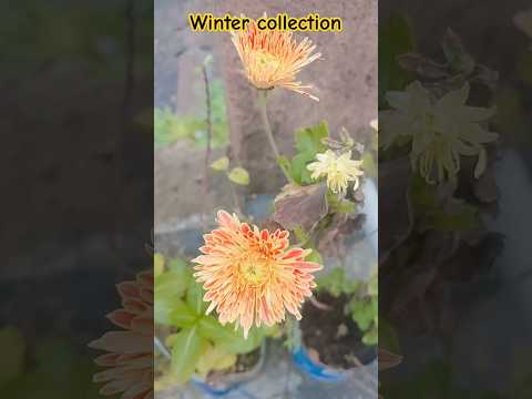 Winter collection #winter #trending #khadan #song #songs #shortsfeed