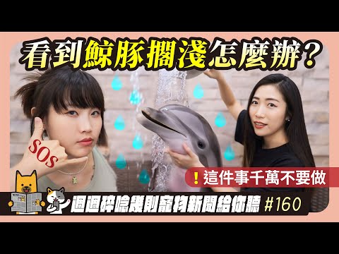 EP. 160看到鯨豚擱淺怎麼辦？這件事千萬不要做｜毛爸媽碎碎唸