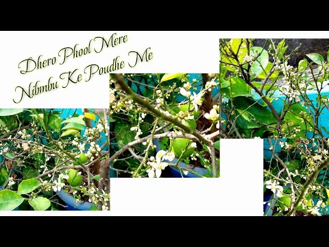 Mere Nimbu Ke Poudhe Me Dhero Phool  #karigardidi #plants @jhumavlogs839 Thanks For Watching