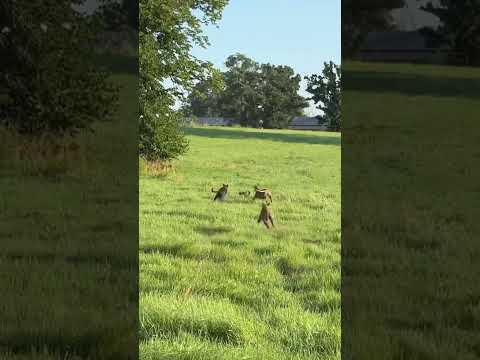 Getting Them pups rolling 🔥🔥 #greyhounds#coyotehunting#dogs