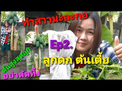 ติดตามการทำสาวต้นมะละกอเฒ่า ทั้ง 2 ต้น ep2.