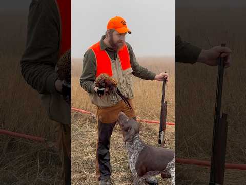 When your German shorthaired pointer interrupts the press conference to fight a griff #gsp