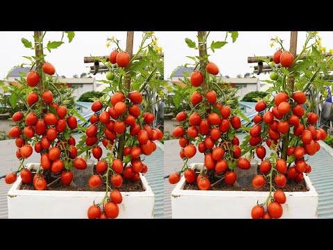 How To Grow Succulent Tomatoes In Styrofoam! Top Tips For Thriving Plants