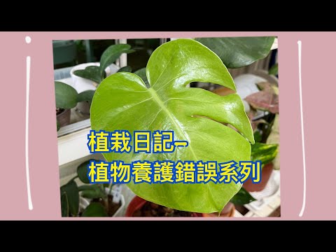 ［ 植栽日記 Vlog 1］植物需要陽光的錯誤觀念 #觀葉植物 #龜背芋 #植物 #植物照顧 #陽光與植物 #有植物的日常🍀 #My_life_in_plants🪴